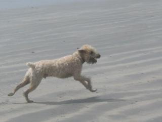 Sammy on the Beach 2.jpg