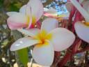 flowers-cambodia-320.jpg