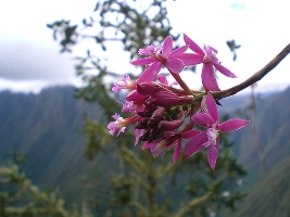 orchid-2.jpg