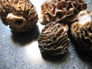 morels.jpg